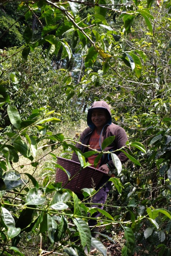 Cueillette à la Finca Santa Teresa, dans les forêts d’altitude du Panama