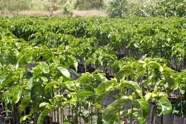 Visiter les plantations de café 2