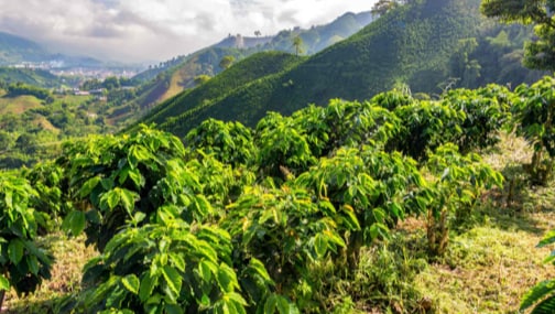 Hilly landscape of coffee cultivation