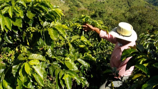 Man in a coffee cultivation