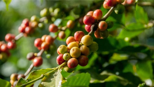 Zoom on growing coffee beans