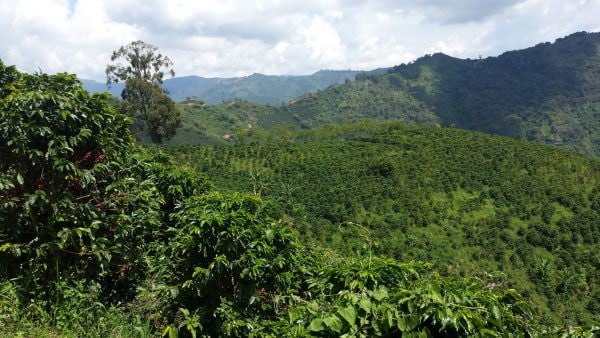 GLOBAL News - Colombia: the pinnacle of coffee 3