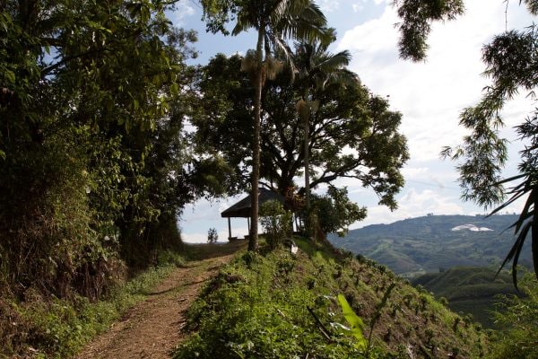 GLOBAL News - Colombia: the pinnacle of coffee 5