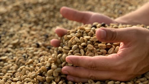 Hands showing coffee beans