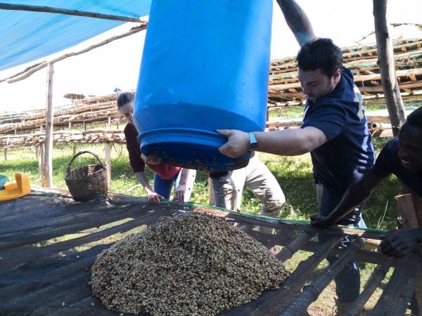 Préparation du séchage à l’air libre sur lit africain après un passage par les cuves de fermentation. Sur la photo (prise en 2019 en Ethiopie), un membre de l’équipe Terres de Café   mène l’expérience de l’anaérobie.