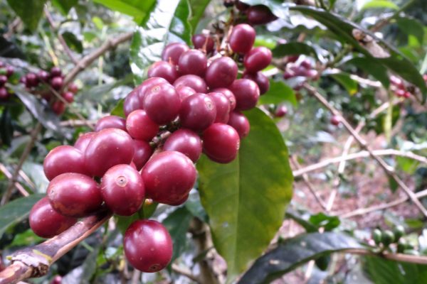 Un « cafier » variété Gesha du Panama