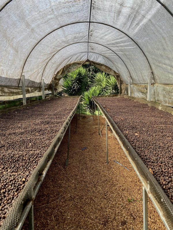 Reconnaissable à la coque noire, les cafés fermentent au soleil sur des lits africains. C’est le traitement post-récolte par voie sèche