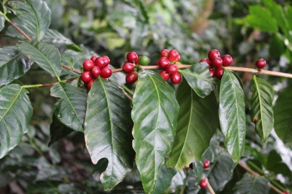 Bourbon : Généralement les caféiers de cette variété sont de grande taille, les feuilles vertes et le grain plutôt moyen.
