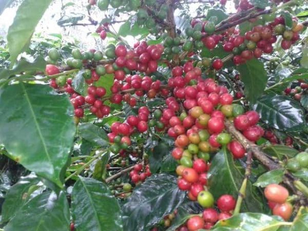 Caturra : Petit caféier dans l’ensemble dont les feuilles sont vertes. Le grain est connu pour être moyen par sa taille.