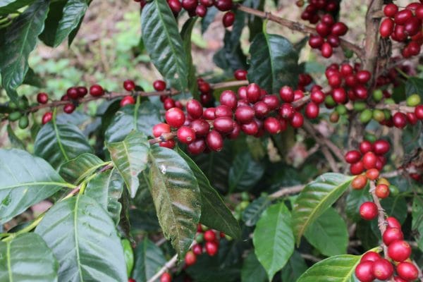 Pacamara : Les caféiers sont de petite taille, leurs feuilles peuvent soit vertes ou bronze. On note par ailleurs que les grains de café sont très gros.