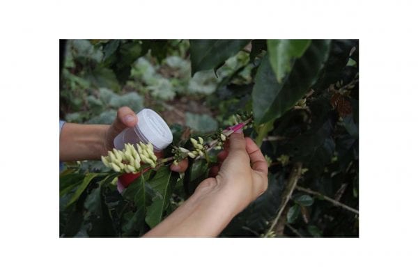 Branche d’une plante de variété de café hybride F1