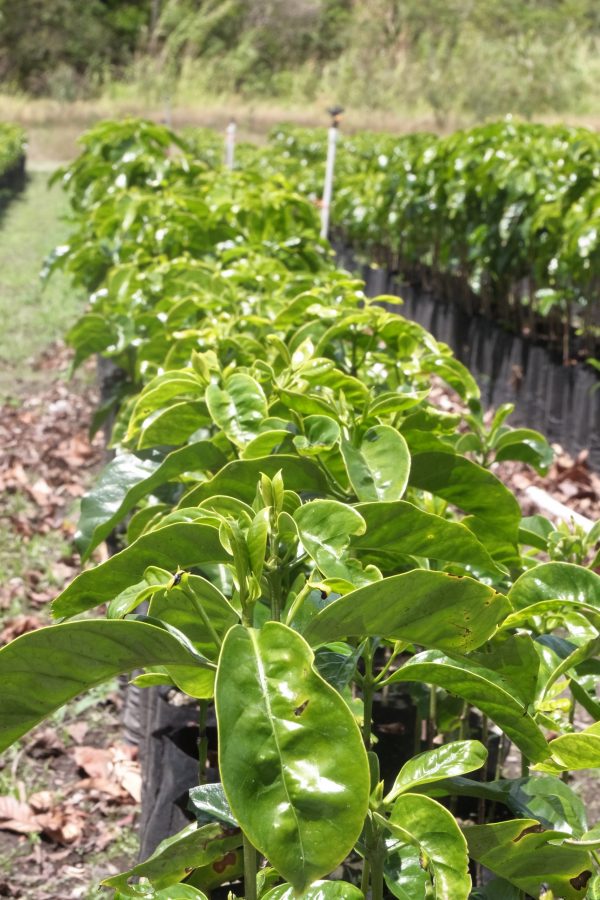 Nurserie de nouveaux plants de gesha au Panama. Il faut au minimum 3 ans pour obtenir une première récolte de cafés après la mise en terre de jeunes arbustes. Cette règle est valable pour les hybrides F1.