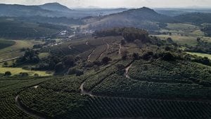 Kaffeeproduzierende Länder: Brasilien