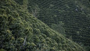 Kaffeeproduzierende Länder: Honduras