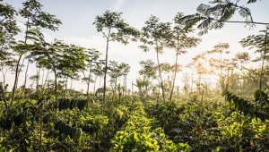 Kaffeeproduzierende Länder: Indonesien