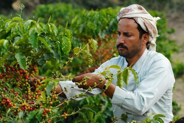 Taizz, Yemen - September 17, 2006: Unidentified yemeni farmer collects arabica coffee beans at the plantation in Taizz, Yemen.