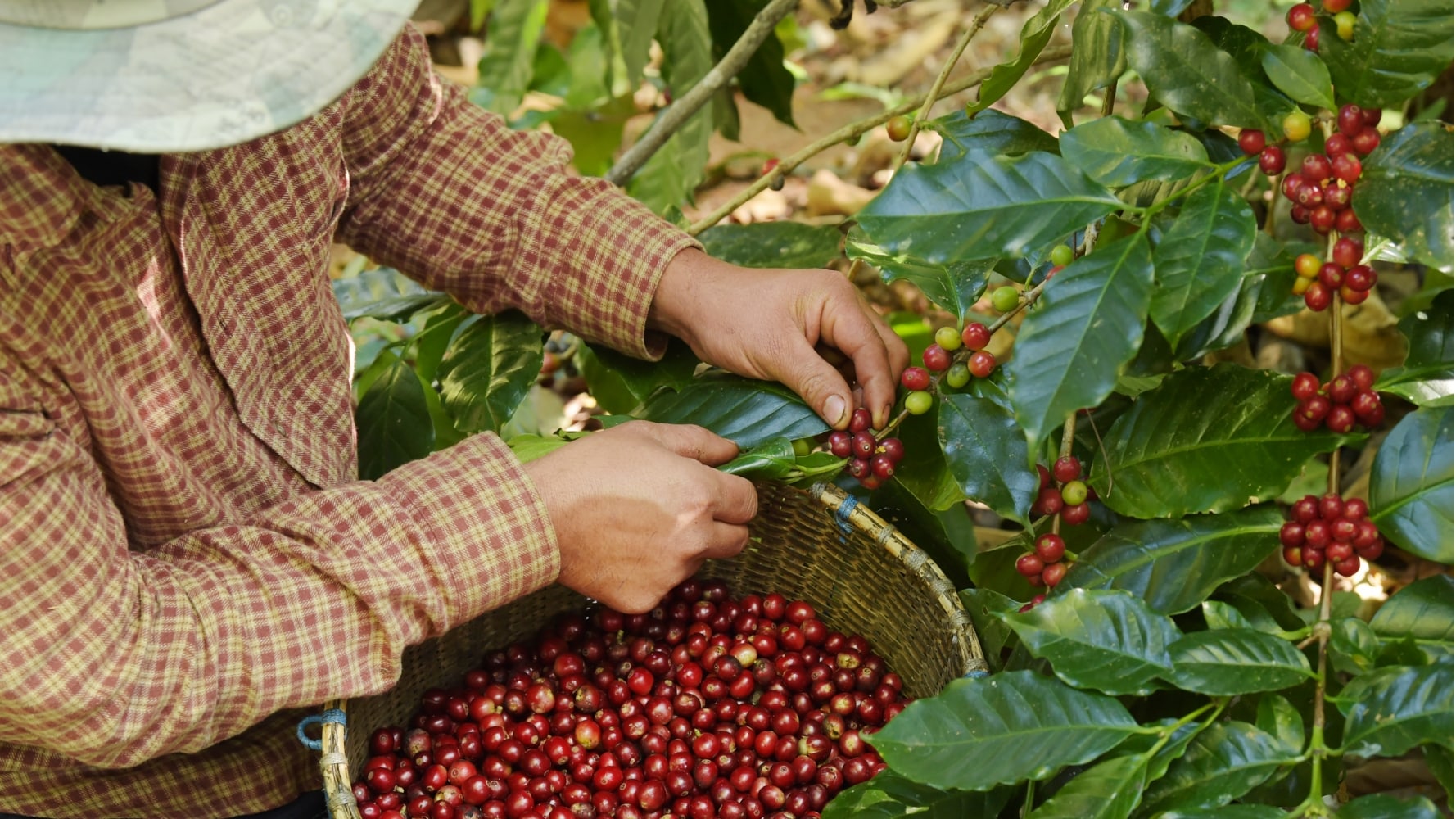 Farmer with coffee beans - Coffee Lounge